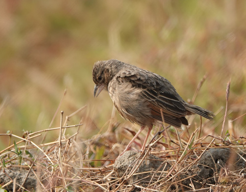 Plocealauda assamica