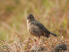 Mirafra assamica
