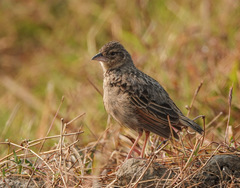 Mirafra assamica