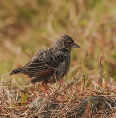 Mirafra assamica