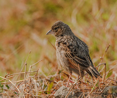 Mirafra assamica