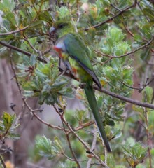 Purpureicephalus spurius