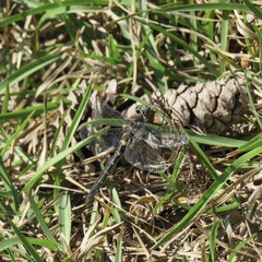 Helocordulia selysii
