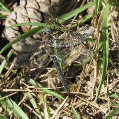 Helocordulia selysii