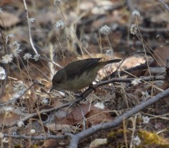 Acanthiza inornata