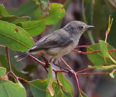 Acanthiza inornata