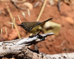 Sericornis maculatus