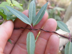 Cryptolepis cryptolepioides