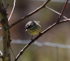 Sericornis maculatus