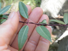 Cryptolepis cryptolepioides