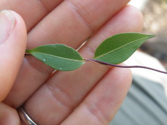Cryptolepis cryptolepioides