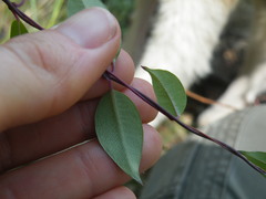 Cryptolepis cryptolepioides