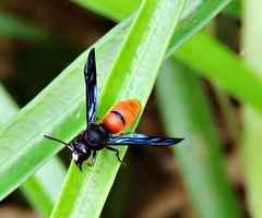 Anterhynchium abdominale