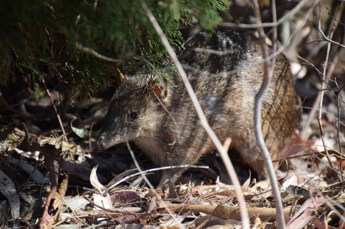 Quenda, Western Australia, AU, photo 7 of 10