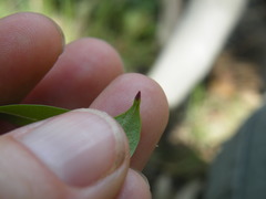 Cryptolepis cryptolepioides