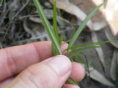 Cryptolepis cryptolepioides