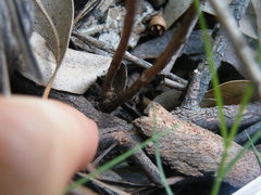 Cryptolepis cryptolepioides
