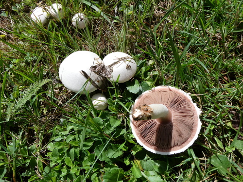 Meadow Mushroom