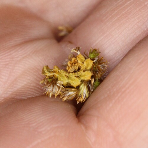 Synchlora aerata photographed on goldenrod