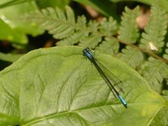 Mesamphiagrion