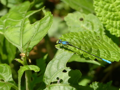 Mesamphiagrion