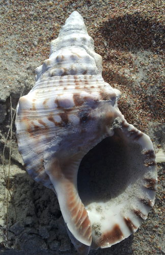Charonia lampas