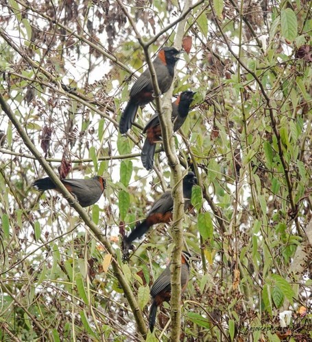 Pterorhinus ruficollis
