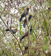 Pterorhinus ruficollis