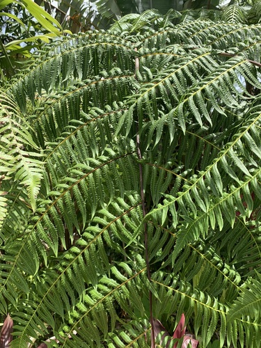 Cyathea X wilsonii