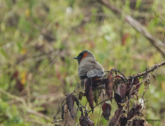 Pterorhinus ruficollis