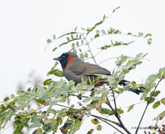 Pterorhinus ruficollis