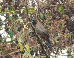 Pterorhinus ruficollis