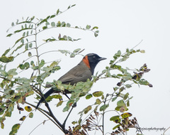 Pterorhinus ruficollis