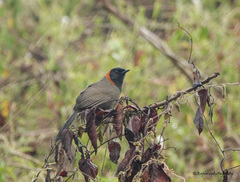 Pterorhinus ruficollis