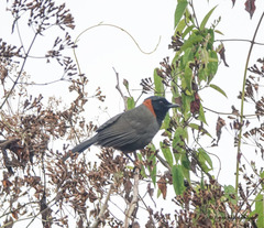 Pterorhinus ruficollis