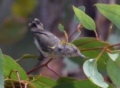 Acanthiza inornata