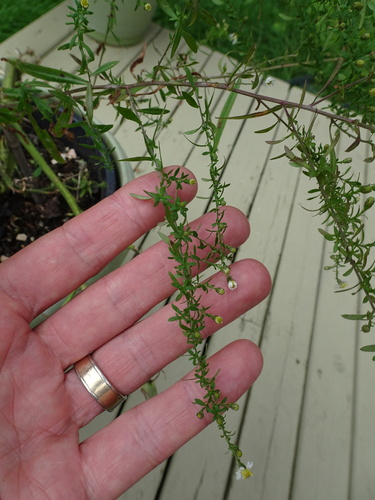 Symphyotrichum image