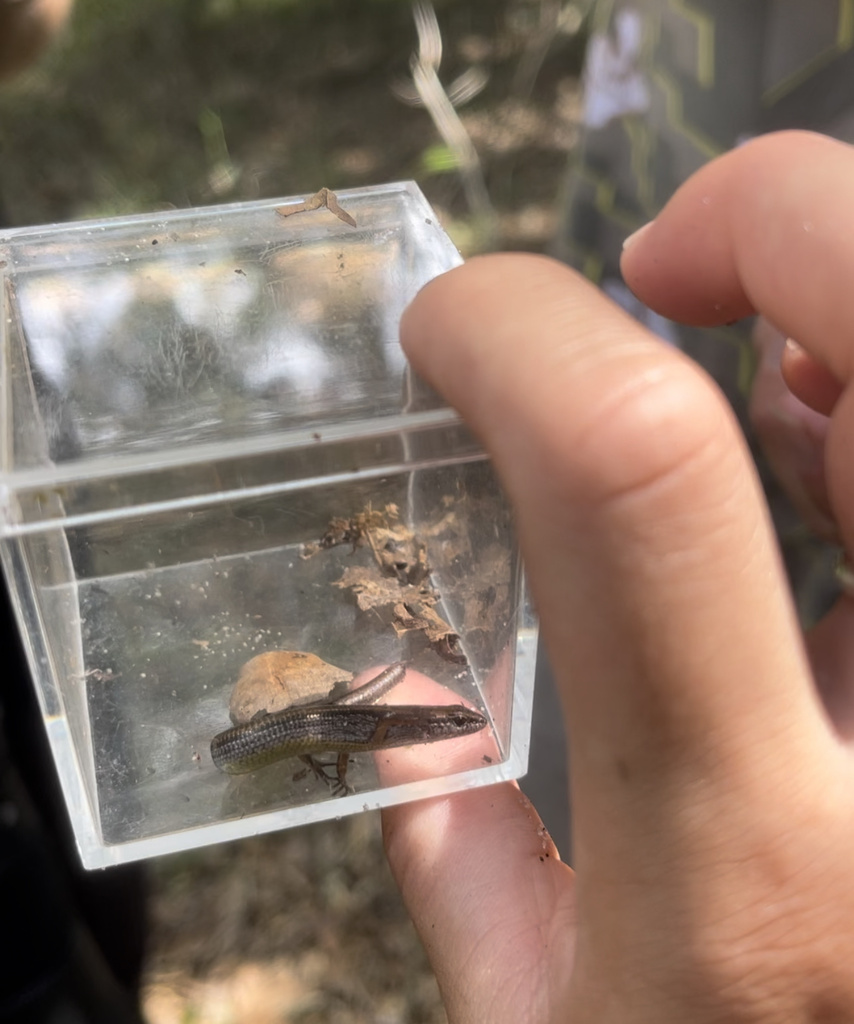 Little Brown Skink from Lake Wales, FL, US on September 14, 2023 at 03: ...