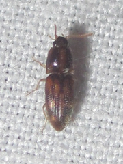 Conoderus bellus