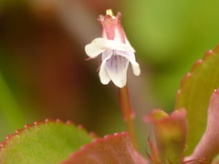 Viola stipularis