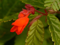 Begonia tetrandra