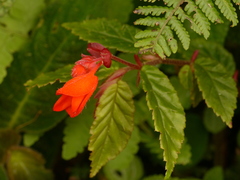 Begonia tetrandra