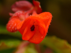 Begonia tetrandra