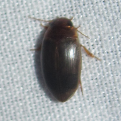 Copelatus chevrolati