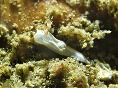 Goniodoris