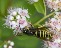 Media resource of Vespula acadica