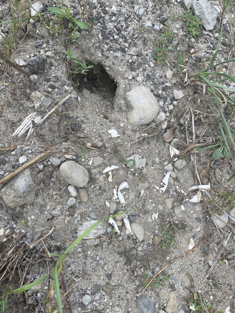 Turtles and Tortoises from North Grenville, ON, CA on September 18 ...