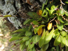 Stelis ornata