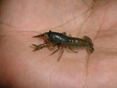 Cambarellus montezumae