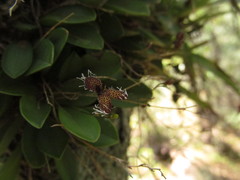 Stelis ornata